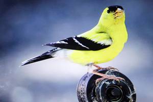 Woman crisscrosses West to fulfill Chimacum acquaintance’s last wish