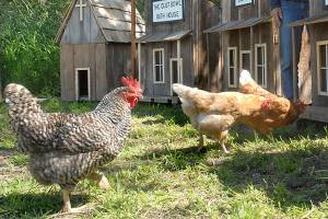 Welcome to Coopville: Port Angeles woman builds home for happy chickens