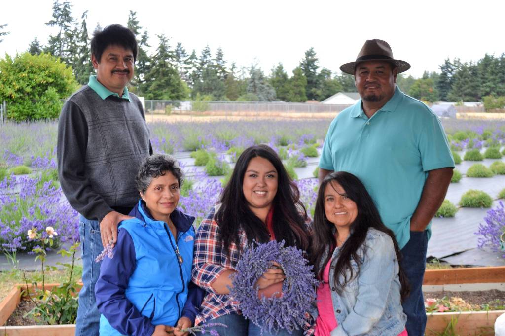 Brothers Victor and Sergio Gonzalez with their families, Victor&rsquo;s wife Maribel, and Sergio&rsquo;s daughter Melissa and his wife Monica, planted 1,000 lavender plants two years ago for Meli&rsquo;s Lavender Farm. Now they look to expand to 2,500 more plants in the next year. (Matthew Nash/Olympic Peninsula News Group)
