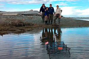 Invasive green crab count hits 87 on Dungeness Spit