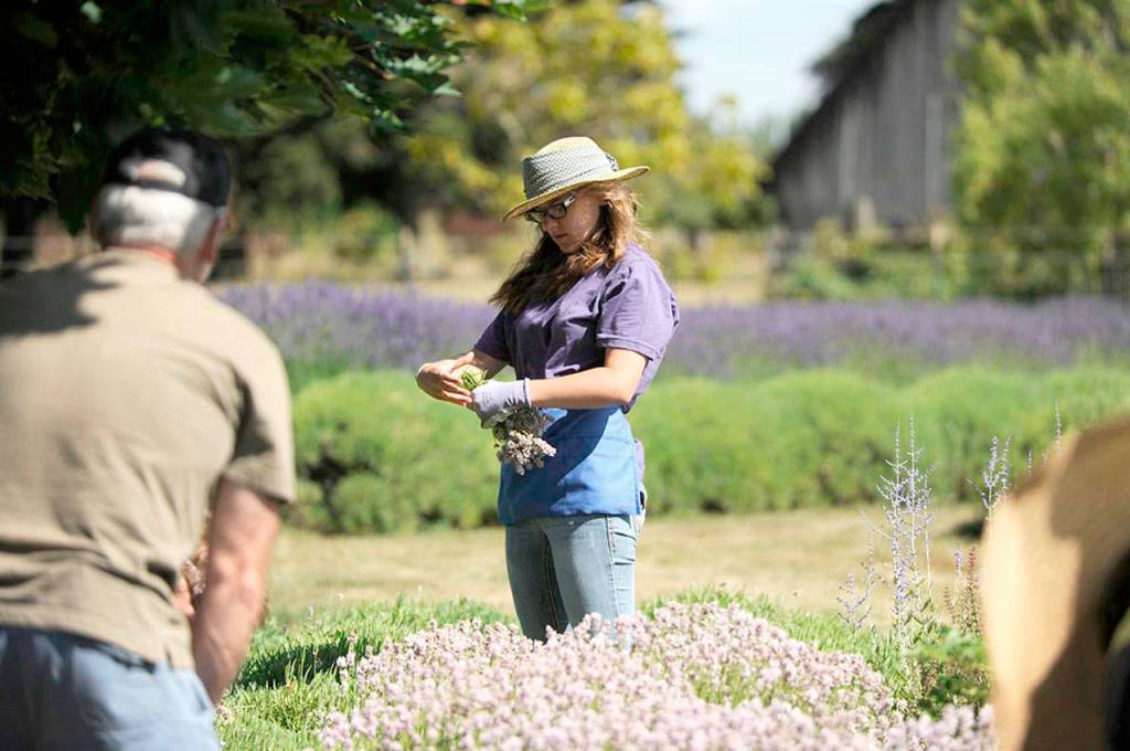 Dakota Allison of Michigan cuts lavender at Kitty B&rsquo;s Lavender Farm during Sequim Lavender Weekend. This will be the farm&rsquo;s second year as part of the Sequim Lavender Festival, which is part of Sequim Lavender Weekend. (Matthew Nash/Olympic Peninsula News Group)