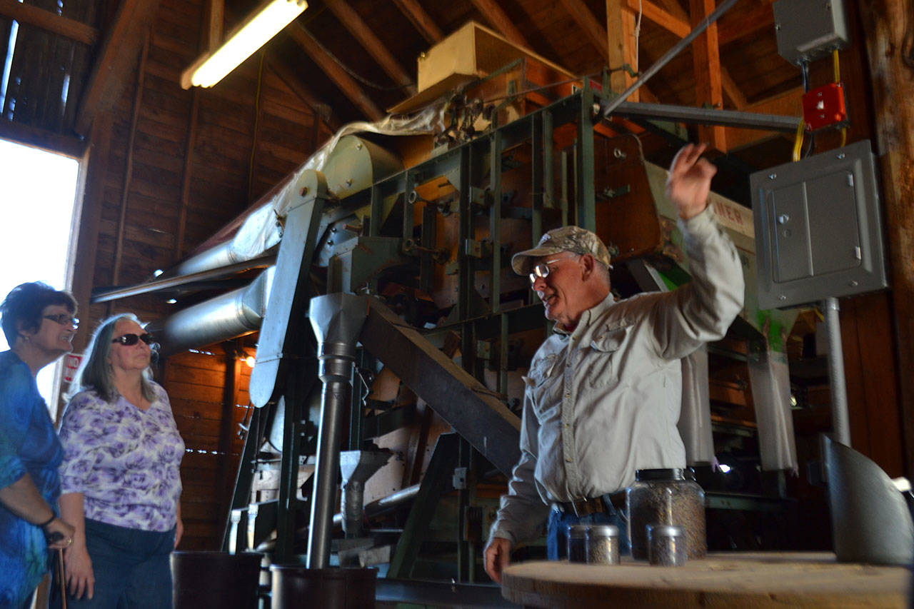 Bruce McCloskey, co-owner of B&B Family Farm, shows visitors last Sunday how they process lavender for various products. McCloskey and other lavender farmers are preparing for Sequim Lavender Weekend this weekend, which features more than a dozen farms. (Matthew Nash/Olympic Peninsula News Group)