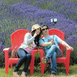 Vinnie Chung and Kevin Yip of San Mateo, Calif., take a selfie against a backdrop of purple lavender at Jardin du Soleil lavender farm during lavender weekend in Sequim last year. (Keith Thorpe/Peninsula Daily News)