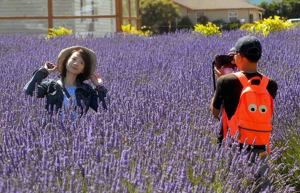 Crystal Luo poses for a photo for Bo Lu at the Olympic Lavender Co.&rsquo;s heritage farm in rural Sequim. The Bellevue couple were taking part in Sequim Lavender Weekend on Saturday. (Keith Thorpe/Peninsula Daily News)