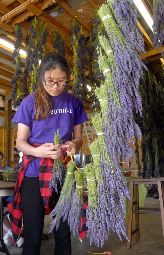 Farm volunteer Fong Liew of Lynwood hangs bundles of lavender at Kitty B&rsquo;s Lavender Farm in Sequim on Saturday. (Keith Thorpe/Peninsula Daily News)