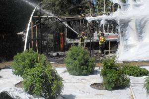Firefighters for Clallam County District 3 cool down hot spots on a plastic-covered greenhouse after it and a nearby cargo trailer caught fire Friday at a marijuana farm at 639 John Jacobs Road east of Port Angeles. (Keith Thorpe/Peninsula Daily News)