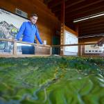 Mikah Meyer looks over a map of Olympic National Park while at the Hurricane Ridge Visitor Center on Wednesday. (Jesse Major/Peninsula Daily News)