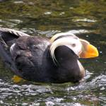 The Port Townsend Marine Science Center&rsquo;s Puffin Cruises, which explore the various birds and sea life that occupy Protection Island near the mouth of Discovery Bay, kick off their summer season Saturday. (PTMSC)