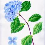 Botanical artist Andrea Woods&rsquo; works will be on display at Imagine It Framed through September. (Andrea Woods)