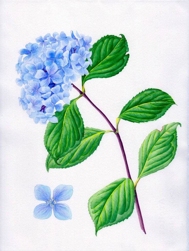 Botanical artist Andrea Woods&rsquo; works will be on display at Imagine It Framed through September. (Andrea Woods)