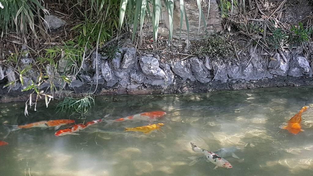 No Japanese garden is complete without koi. (Andrew May/for Peninsula Daily News)