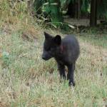 Grace, a 6-week-old female timber wolf recently was transported to the Olympic Game with her brother Tonka. The pair was transported from Anacortes to the game farm from Predators of the Heart, a nonprofit exotic animal refuge sanctuary and educational organization. (Erin Hawkins/Olympic Peninsula News Group)