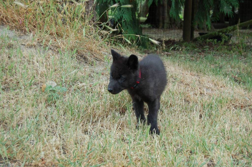 Grace, a 6-week-old female timber wolf recently was transported to the Olympic Game with her brother Tonka. The pair was transported from Anacortes to the game farm from Predators of the Heart, a nonprofit exotic animal refuge sanctuary and educational organization. (Erin Hawkins/Olympic Peninsula News Group)