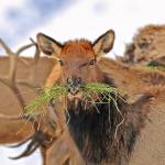 In this Jan. 18, file photo provided by the Oregon Department of Fish and Wildlife, elk feed at the Wenaha Wildlife Area near Troy, Ore. (Keith Kohl/Oregon Department of Fish and Wildlife via AP)