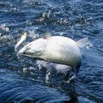 OUTDOORS: Pinks showing up in strength off Sekiu