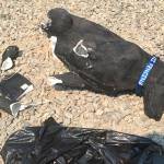 Stolli the dog statue stolen from Sequim memorial and found in pieces