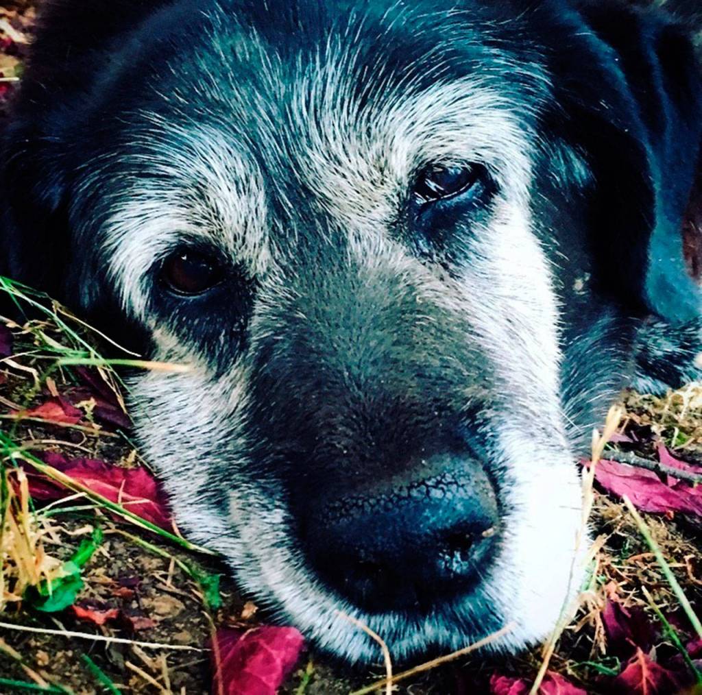 A statue for Stolli the dog was stolen and broken sometime between Wednesday night and Thursday morning. Stolli was known for resting and greeting people along the Discovery Trail before her death Aug. 31, 2016. (Cassidy family)