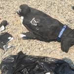 Clallam County Sheriff&rsquo;s Office deputies continue to investigate the theft of an estimated $500 dog statue from Sequim that memorialized a popular dog, Stolli, who greeted locals as they traveled by the corner of Hendrickson and Priest roads. (Cassidy family)