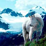 OUTDOORS: Make your voices heard on mountain goats