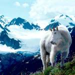 The National Park Service is taking public comment in Port Angeles Tuesday on a plan to relocate or possibly cull mountain goats in the park. (Roger Hoffman/National Park Service)