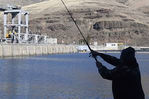 Trump administration urged to void salmon protection rules