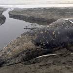 Gray whale beached for three days lives to swim away