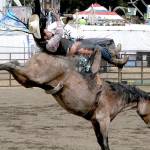 Port Angeles bronc rider Nathan Gentry gets bucked off his horse before the eight-second mark during the final day of rodeo competition at the Clallam County Fair on Sunday. (Dave Logan/for Peninsula Daily News)