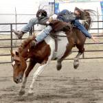 Tacoma&rsquo;s Kevin Lusk was successful in staying on the bucking bronco for the required eight seconds during the bronc riding competition at the Clallam County Fair on Sunday. (Dave Logan/Peninsula Daily News)
