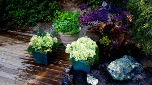 To further emphasize the beauty of fall containers, here are a few in my own backyard featuring the lovely variegated autumn-flowering sedum. (Andrew May /for Peninsula Daily News)