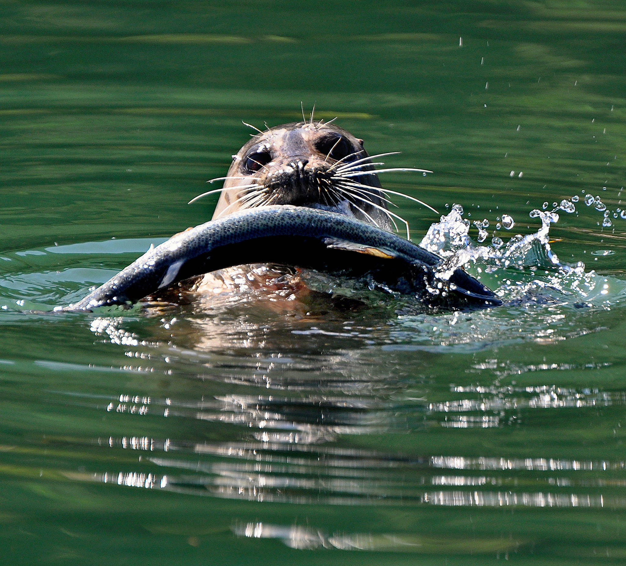Annie Thomas/for Everett Daily Herald                                A harbor seal holds an Atlantic salmon, an escapee from Cook Aquaculture&rsquo;s fish farm, near Cypress Island.