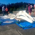 Marine science center displays bones of gray whale destined to become a new exhibit