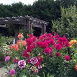 Master Gardeners host free festival this Saturday