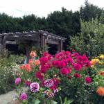 Washington State University Clallam County Master Gardeners will hold a garden festival at the Woodcock Demonstration Garden on Saturday. (Lorrie Hamilton)