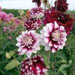 Flower arranging will be one of the attractions at a garden festival Saturday. (Lorrie Hamilton)