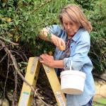 Clallam County volunteers looking for fruit, produce to share with community