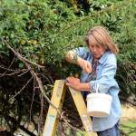 Sheridan Stenberg of Diamond Point picks plums from a tree west of Port Angeles on Tuesday. Sheridan and other Clallam Clounty Gleaners prevent produce from spoiling by taking it for themselves and making donations to food banks. (Jesse Major/Peninsula Daily News)
