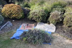 A GROWING CONCERN: Onward, gardening soldiers, as fall looms!