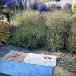 Now is the time to cut back your perennials and lavender. The key is to cut the flower and only the slightest tips. Here is a before shot. (Andrew May/for Peninsula Daily News)