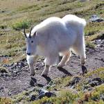 Comment period extended for draft plan on Olympic National Park mountain goats