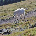 A mountain goat sticks to the trail on Klahhane Ridge in Olympic National Park in April 2016. (Laura Lofgren/Peninsula Daily News)