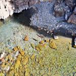 Two chinook salmon can be seen creating redds below the Glines Canyon Overlook on the Elwha River in Olympic National Park in September. (Laura Lofgren/Peninsula Daily News)