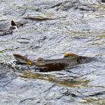 Warm waters off West Coast has lingering effects for salmon