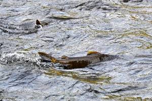 Warm waters off West Coast has lingering effects for salmon