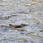 Chinook salmon fight their way up the Elwha River near the Altair picnic area in Olympic National Park in September. (Laura Lofgren/Peninsula Daily News)