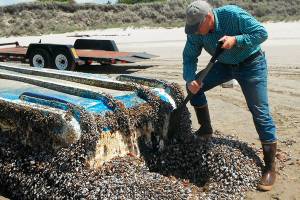 Study: 300 species of sea creatures hitchhiked across the Pacific on tsunami debris