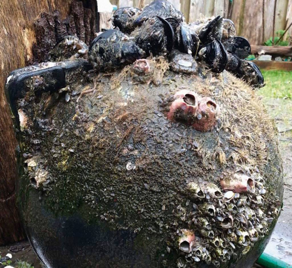 This February 2017 photo shows Japanese mussels (Mytilus galloprovincialis), barnacles (Megabalanus rosa), and sea anemones on a tsunami buoy that washed ashore on Long Beach. (Nancy Treneman via AP)