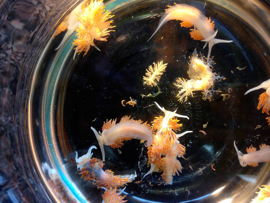 This April 2015 photo shows marine sea slugs from a derelict vessel from Iwate Prefecture, Japan, that washed ashore in Oregon. (John W. Chapman via AP)