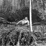 Logging history spotlighted at Port Angeles Library presentation