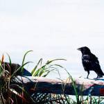 &ldquo;The Raven&rdquo; by George Zien was the Olympic Peninsula Art Association&rsquo;s People&rsquo;s Choice Award in 2016.