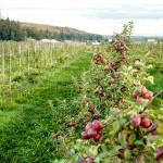 Olympic Peninsula Apple and Cider Festival planned this weekend in Port Townsend